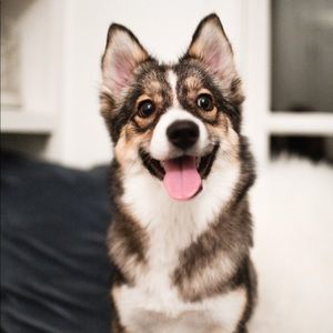 Meet your Posher, Sophia